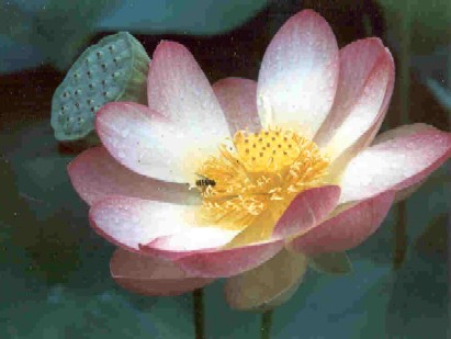 Lotus_1