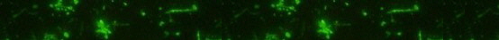 a_a_Borrelia_banner